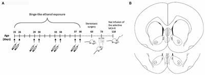 Nucleus Accumbens MC4-R Stimulation Reduces Food and Ethanol Intake in Adult Rats Regardless of Binge-Like Ethanol Exposure during Adolescence